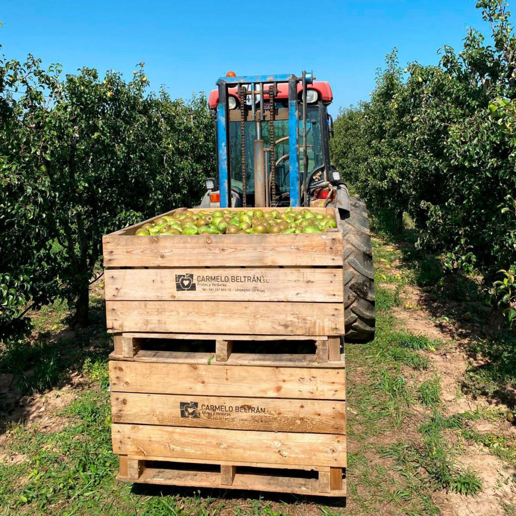 Despensa del Ebro. Frutas y verduras. Ibéricos de bellota. Logroño.