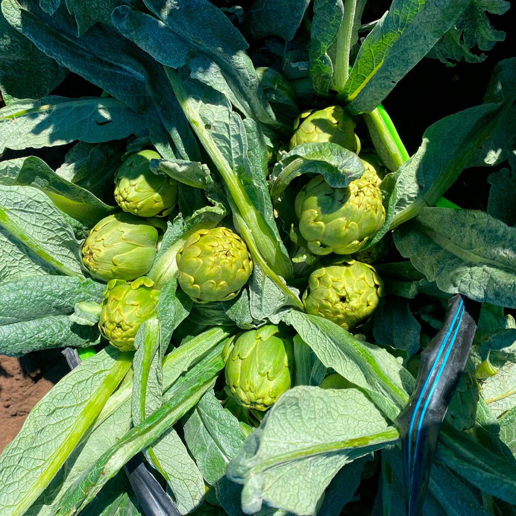 Despensa del Ebro. Frutas y verduras. Ibéricos de bellota. Logroño.