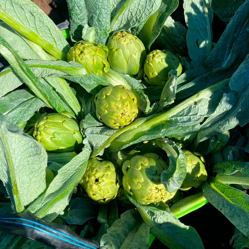 Despensa del Ebro. Alcachofas de Tudela