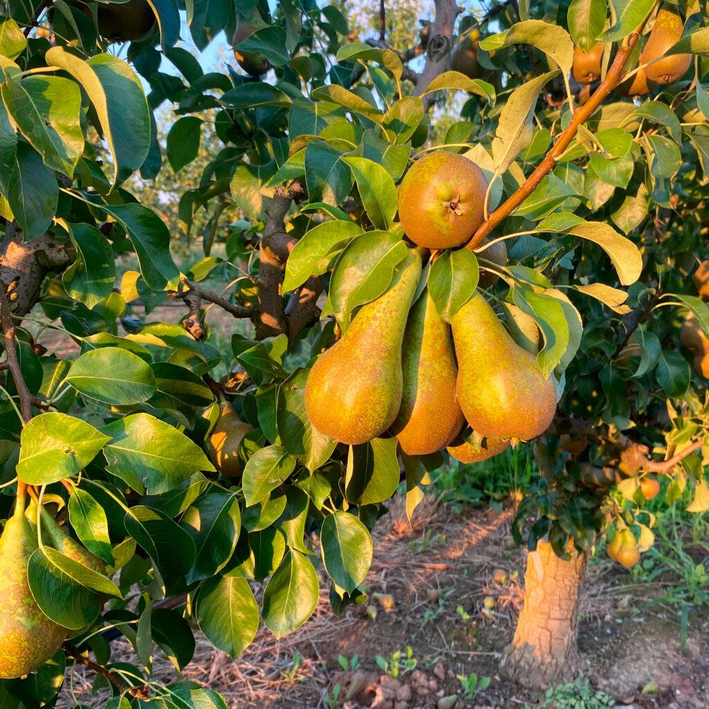 Despensa del Ebro. Fruta de la huerta