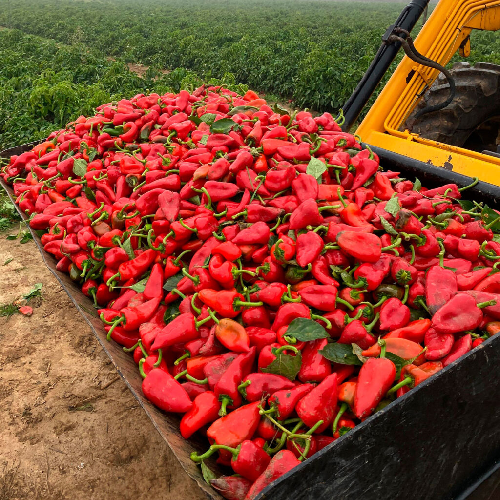 Despensa del Ebro. Pimientos piquillo de Lodosa