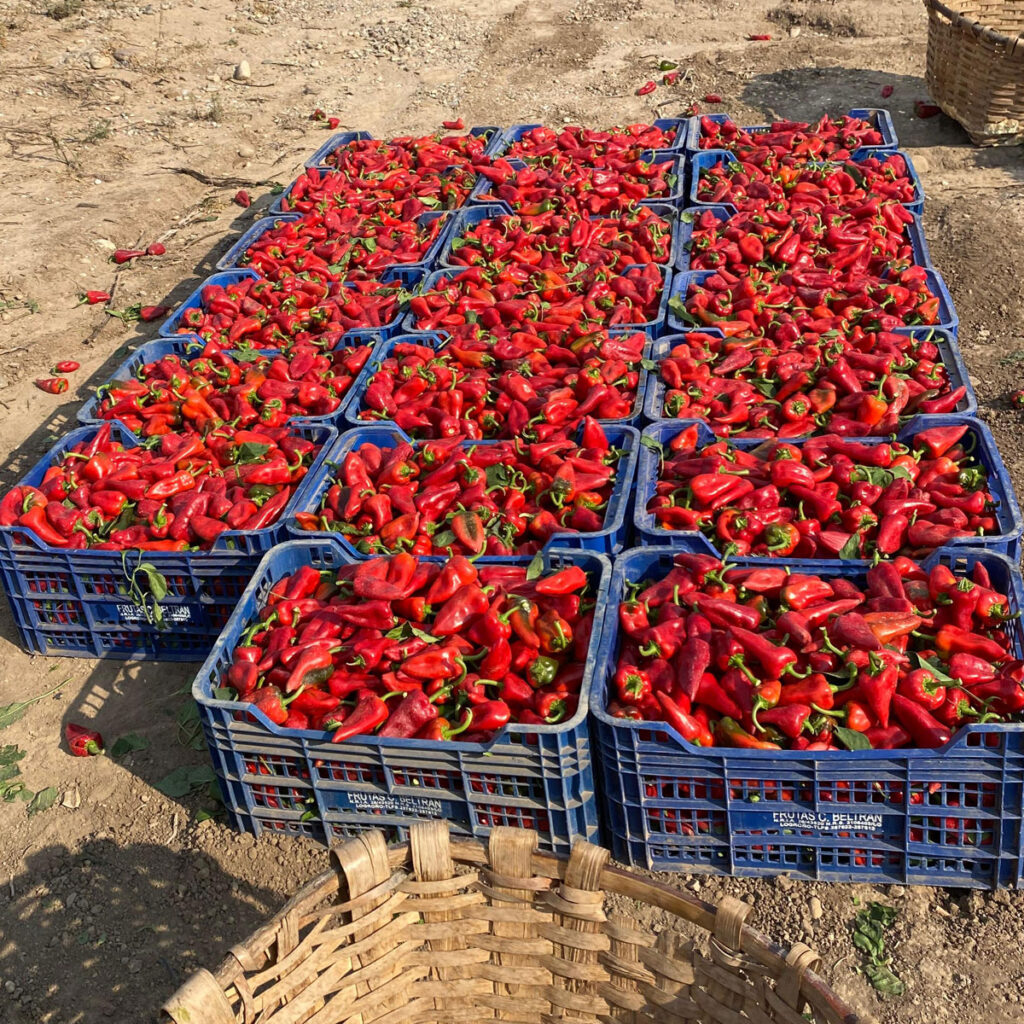 Despensa del Ebro. Pimientos piquillo de Lodosa